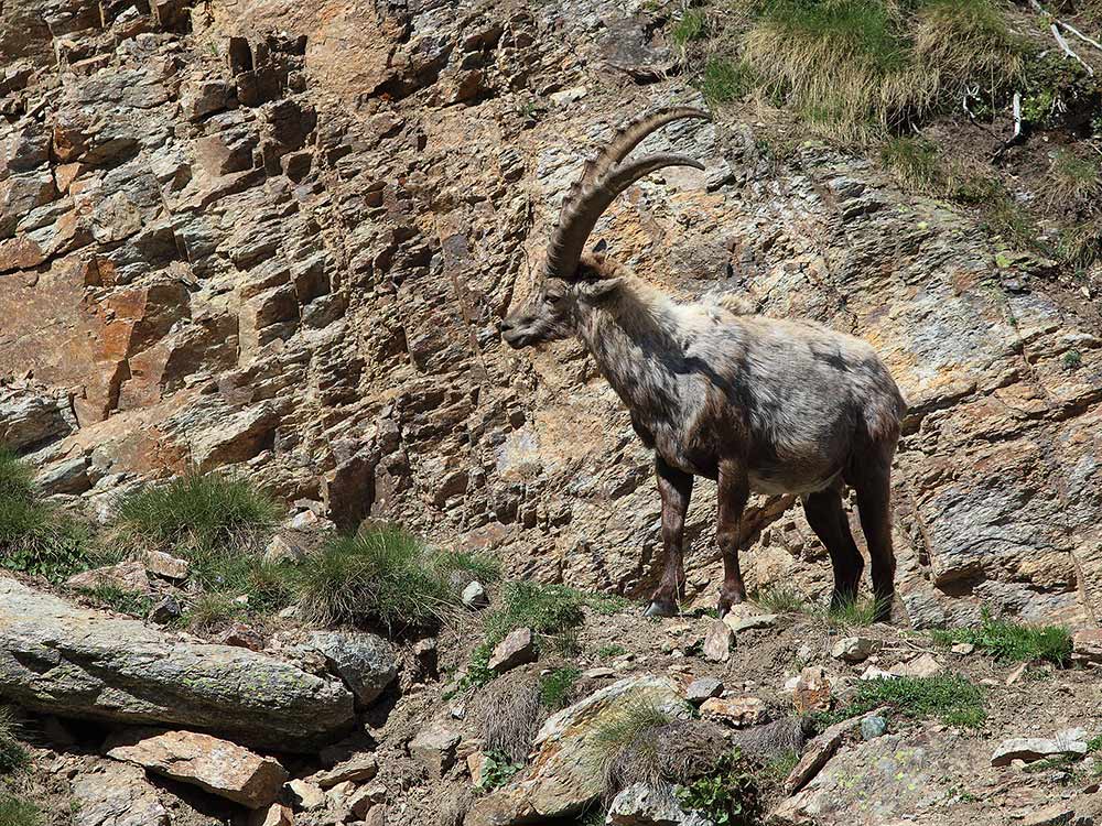 Stambecchi Gran Paradiso